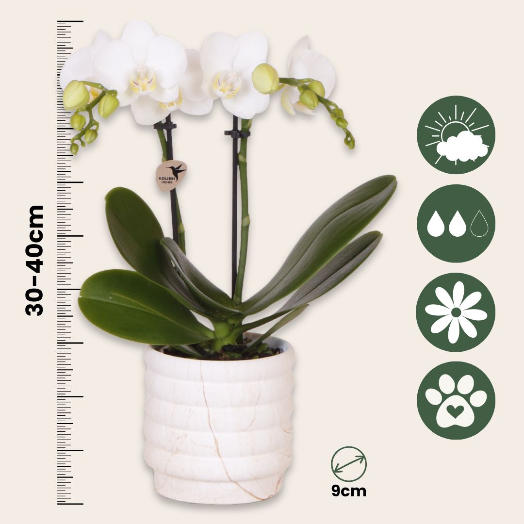 Set De Regalo Orquídea 'marble S' - Phalaenopsis - Altura 30cm