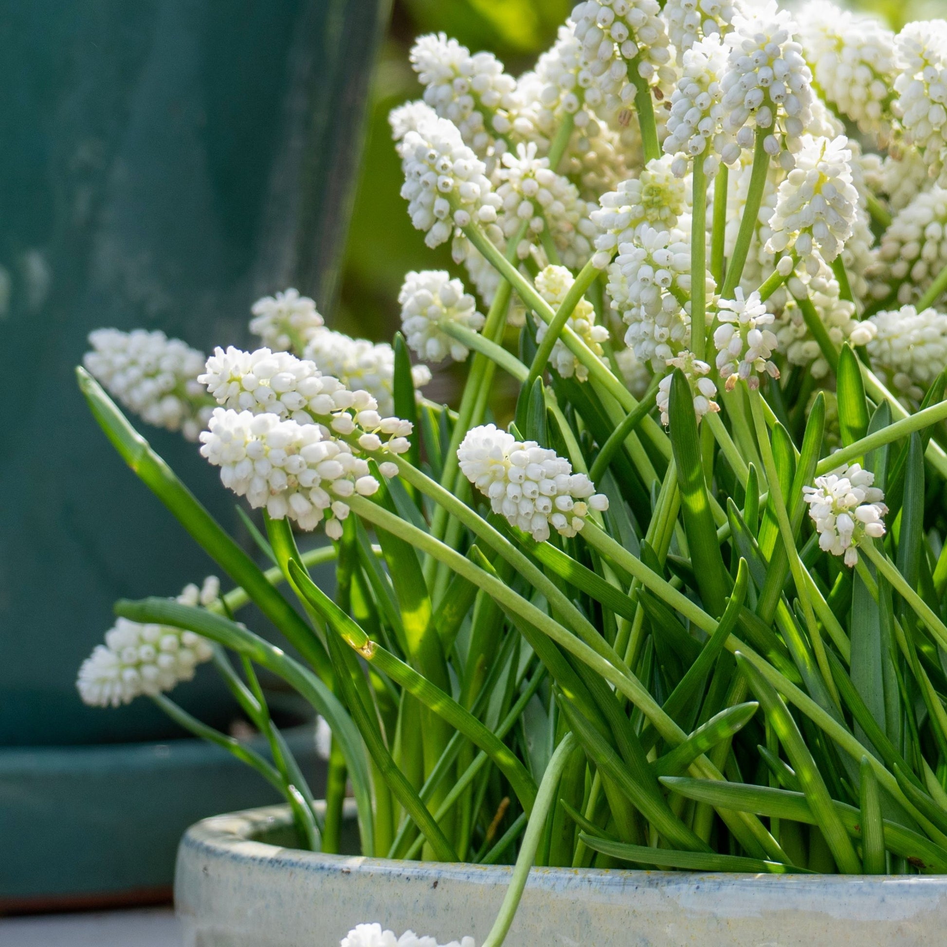 Jacintos De Uva - 50 Pzs - Muscari 'white Magic' - Bulbos De Flores - Blanco