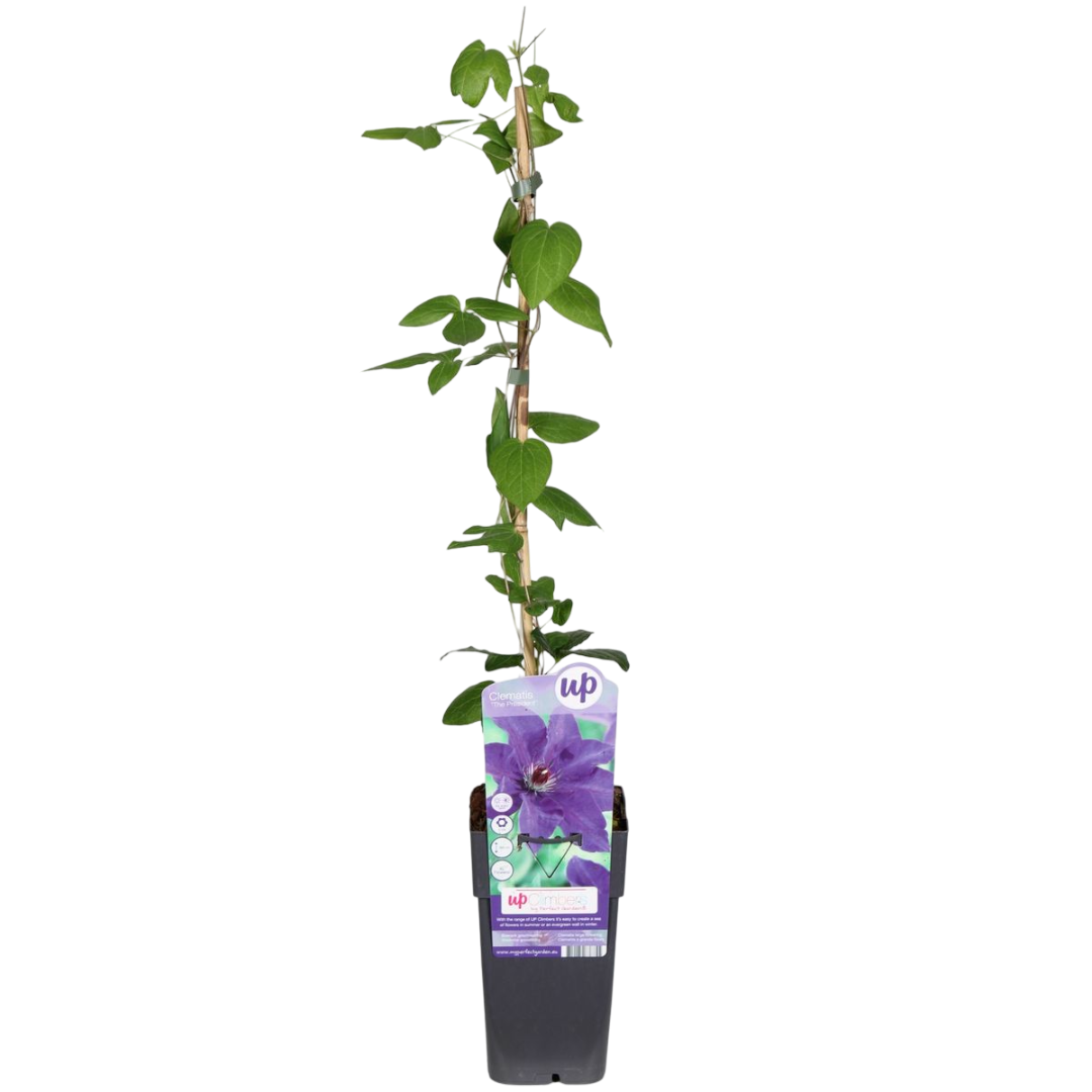 Clematis Multi Blue Planta Trepadora Con Flores Azules Ø15