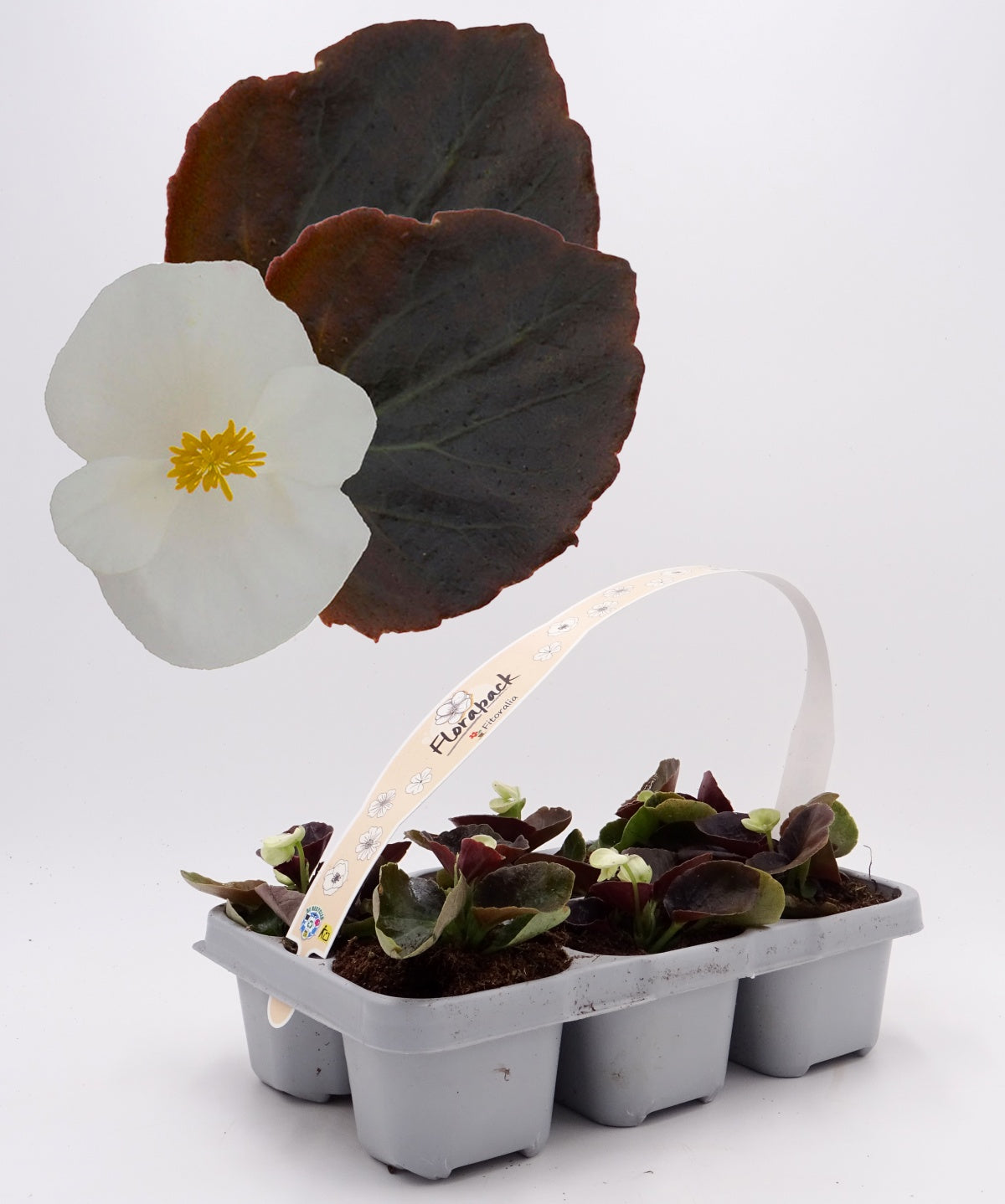 Pack Plantones Begonia Hoja Morada Flor Blanca 6 Ud. Natural - Fitoralia_0