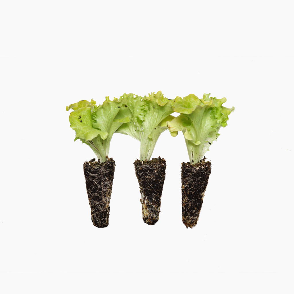 Plantón Lechuga Lollo Bionda - PlantaBo