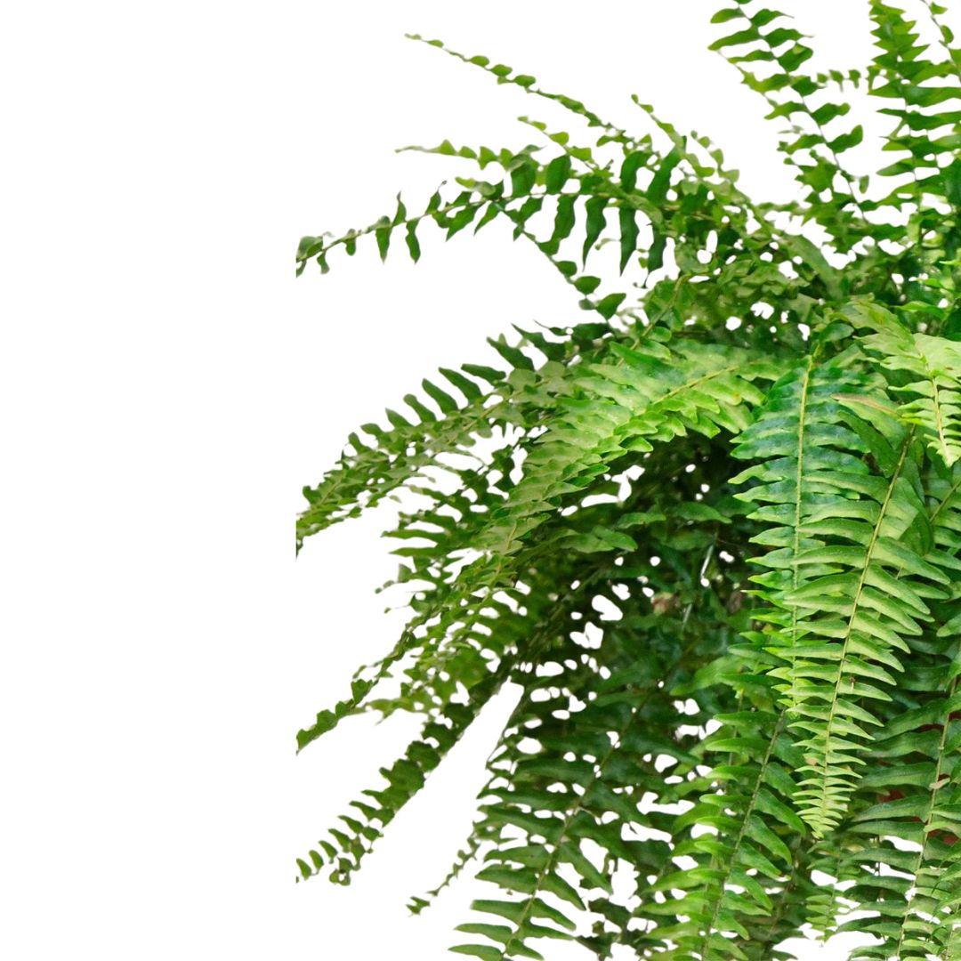 Helecho Boston Planta De Interior O Sombra (nephrolepis Exaltata) Maceta 20cm_1