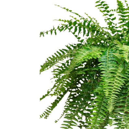 Helecho Boston Planta De Interior O Sombra (nephrolepis Exaltata) Maceta 20cm_1