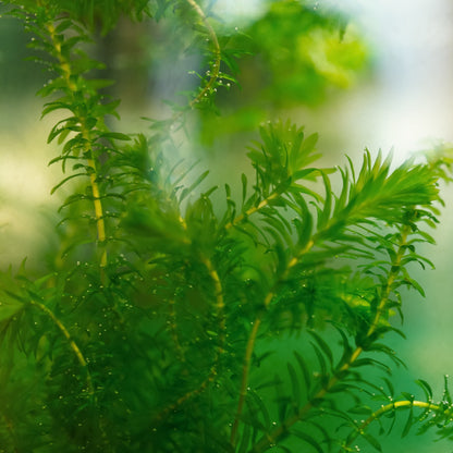 Elodea - Elodea Densa - 5 Unidades - Planta Oxigenante - Estanque_1