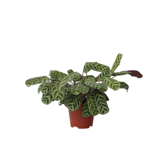 Planta De Oración - Ctenanthe 'burle-marxii' - Altura 30-40cm - ⌀14cm