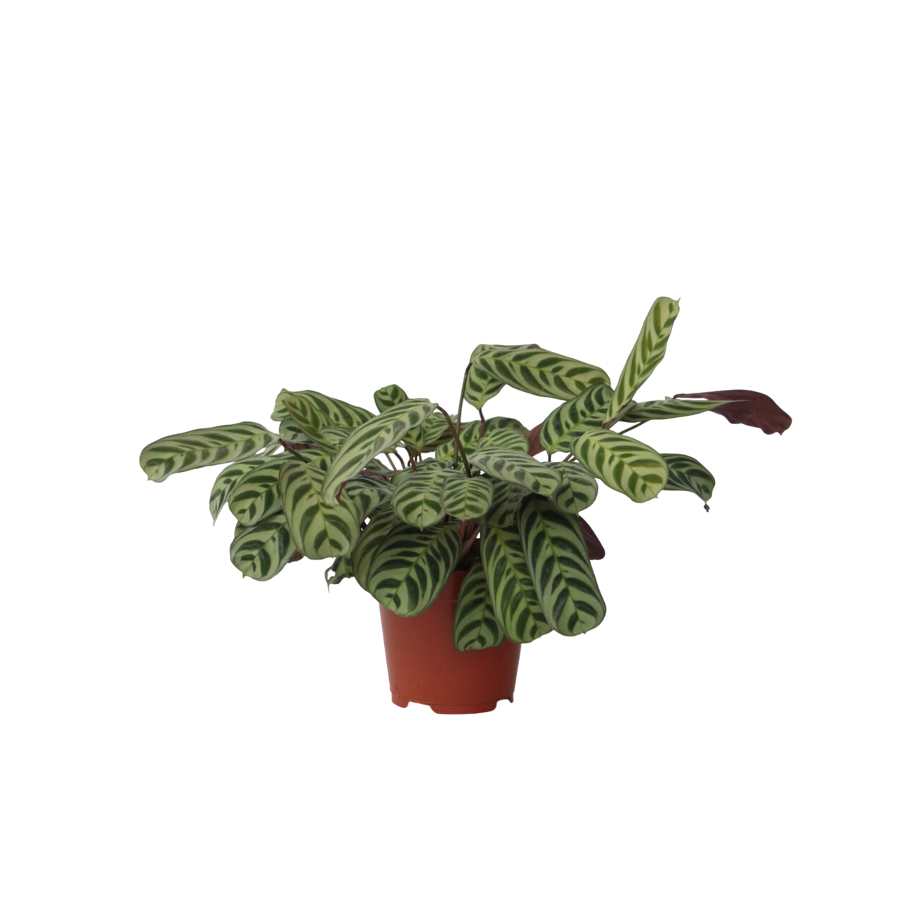 Planta De Oración - Ctenanthe 'burle-marxii' - Altura 30-40cm - ⌀14cm_0