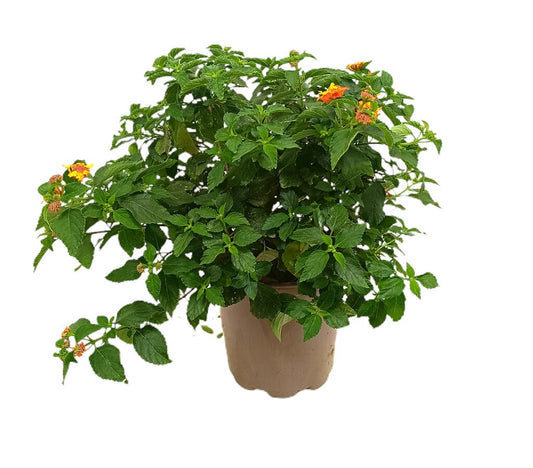 Lantana Camara M20 30-40cm_0