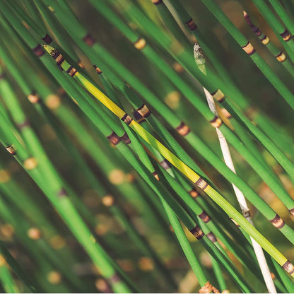 Cola De Caballo Cultivers_1