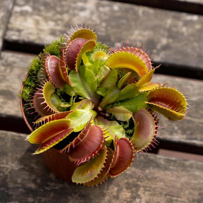 Dionaea y Sarracenia Pack plantas carnívoras