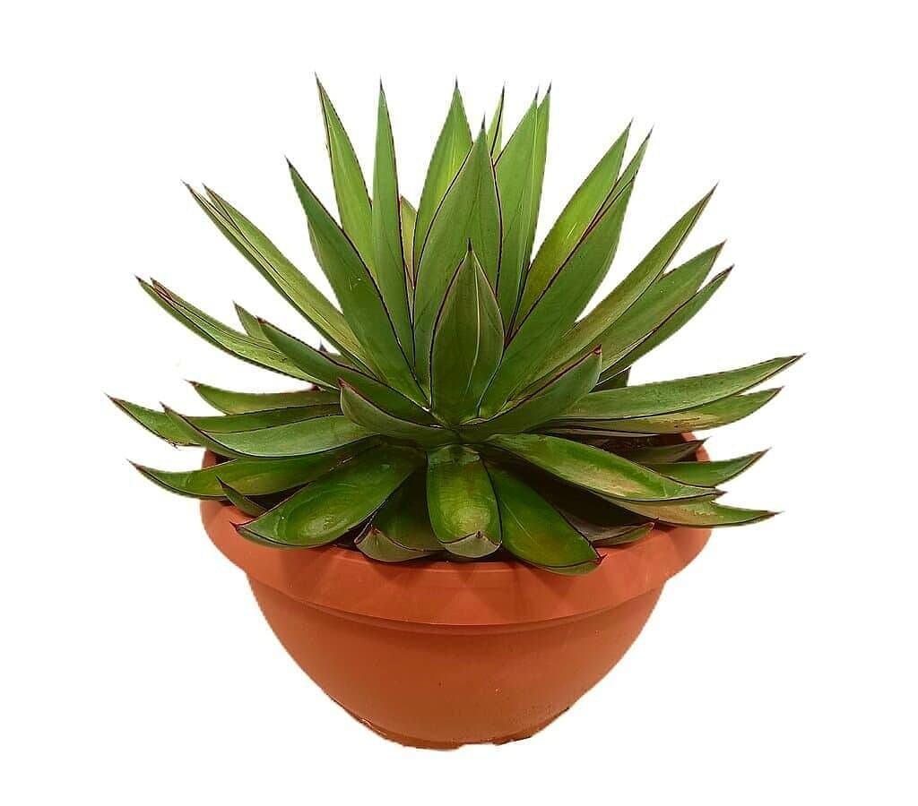 Agave Blue Ember T30