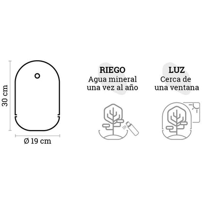 Terrario Madagascar Hole Ficus Retusa Ø19 x 30 cm