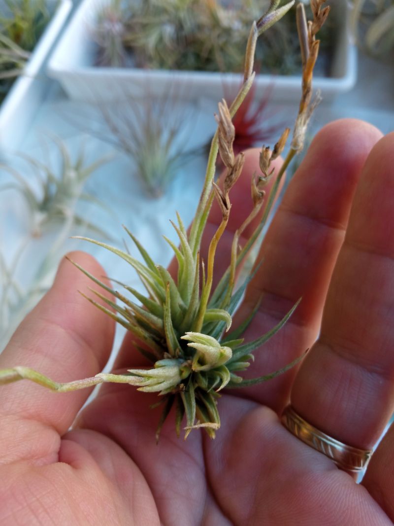 Tillandsia Loliacea Planta Clavel Del Aire