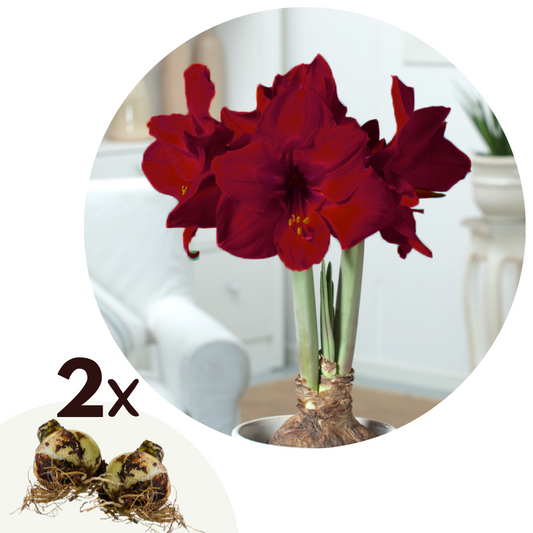 Amarilis - 2 Pzs - Hippeastrum - Bulbos De Flores - Rojo_0