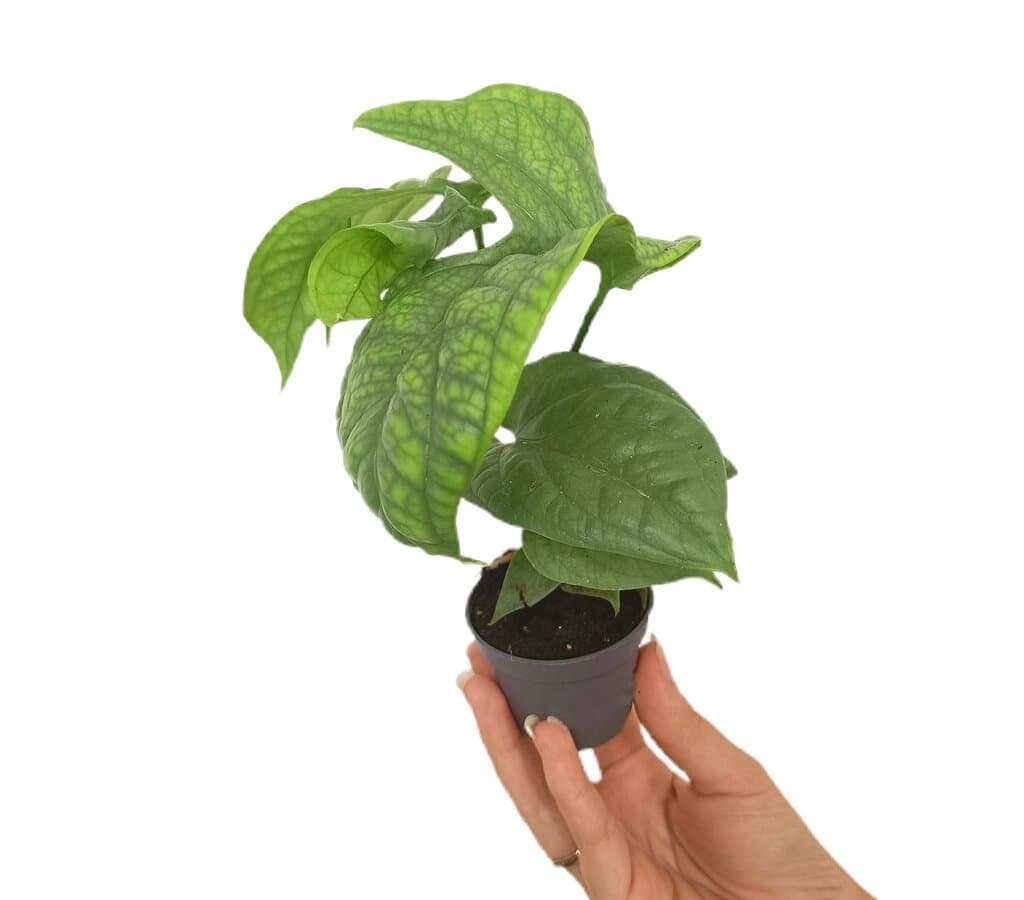 Monstera Amydrium Medium M6_0