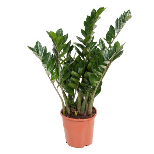 Zamioculca - Zamioculcas Emerald - Altura 70-80cm - ⌀21cm