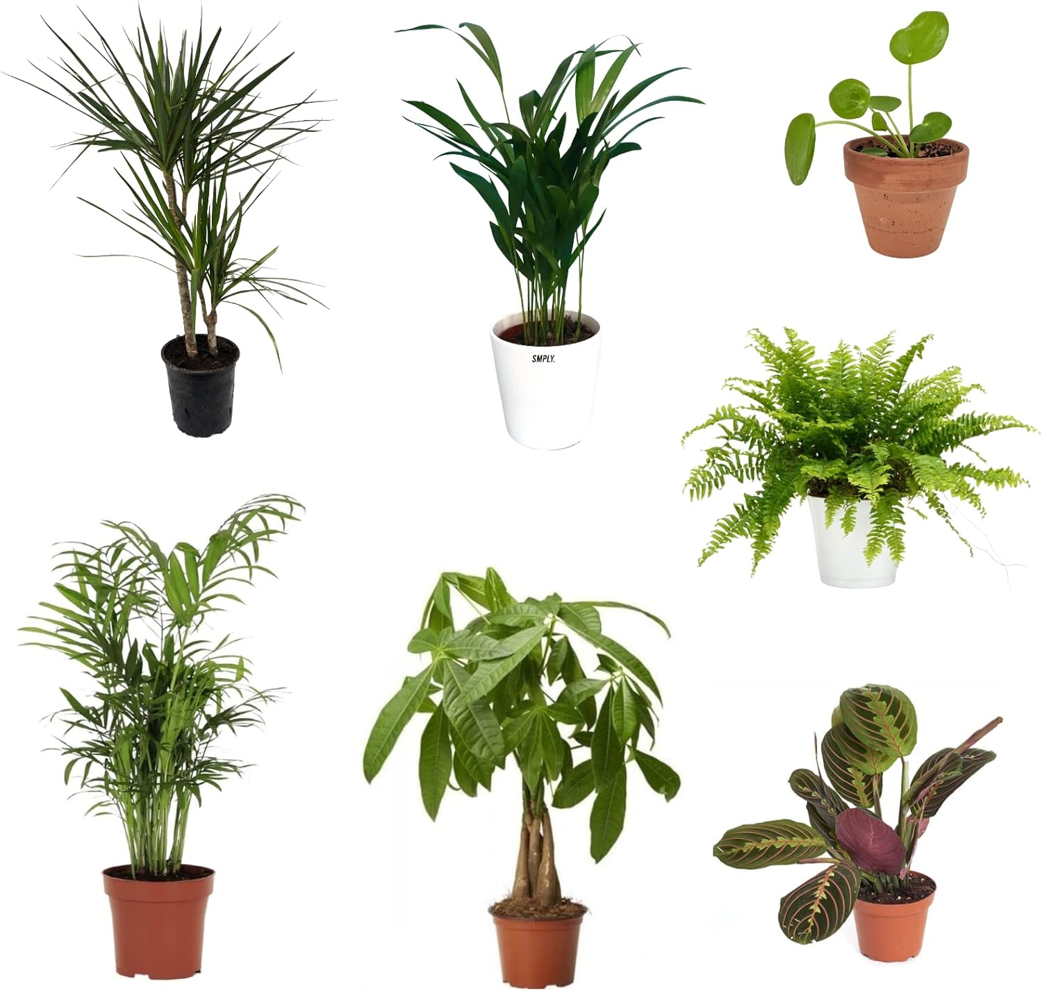 Pack De 7 Plantas Naturales Interior Areca + Maranta Leuconera + Chamaedorea + Dracaena Marginata + Helecho + Pachira + Pilea Peperomioides