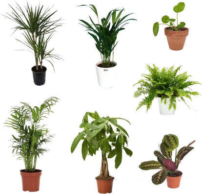 Pack De 7 Plantas Naturales Interior Areca + Maranta Leuconera + Chamaedorea + Dracaena Marginata + Helecho + Pachira + Pilea Peperomioides