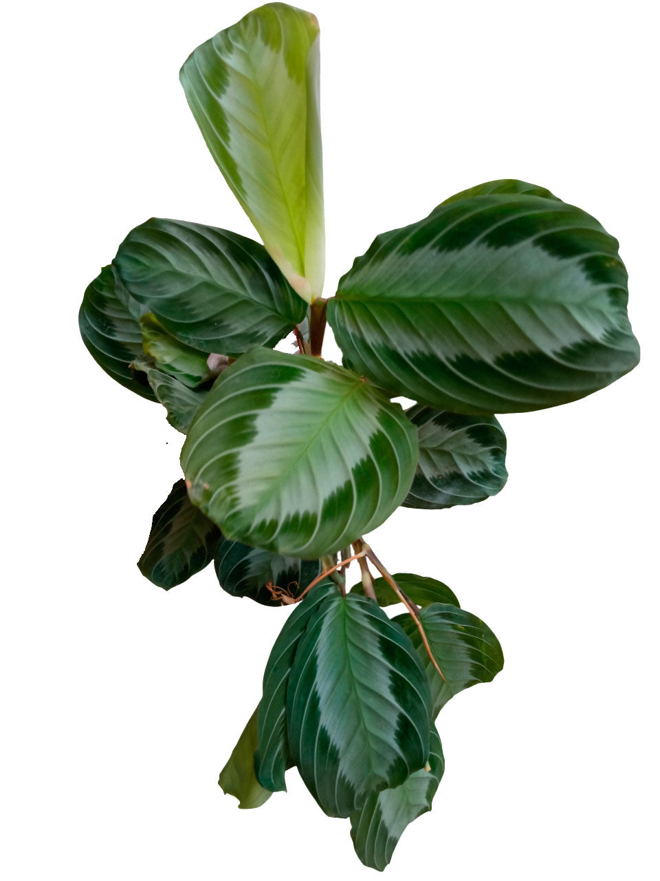 Maranta Silver Band - Planta De Interior Con Movimiento Ø12_0