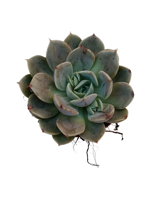 Echeveria Mensa Ø5 Planta Suculenta De Sol_0