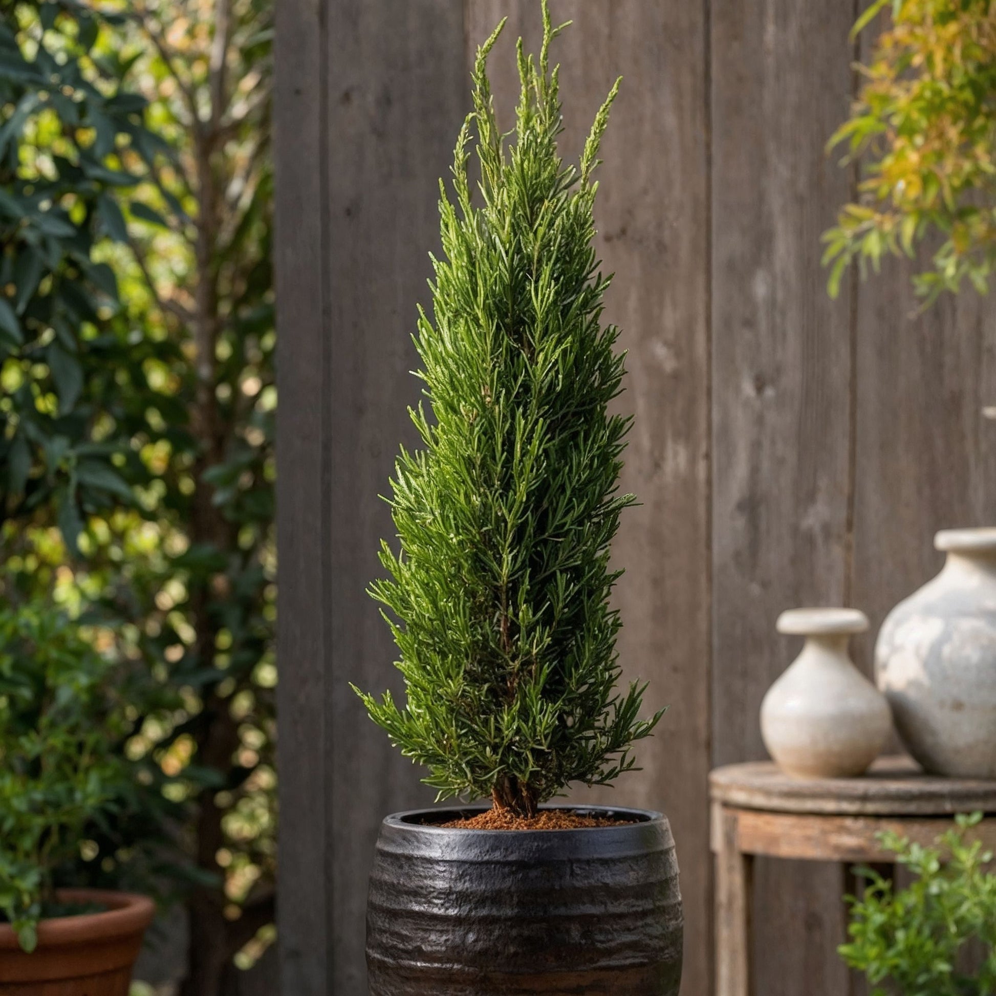 Ciprés - Arbol De Los Cementerios - 2 Pzs - Cupressus - Altura 70-80cm - ⌀19cm