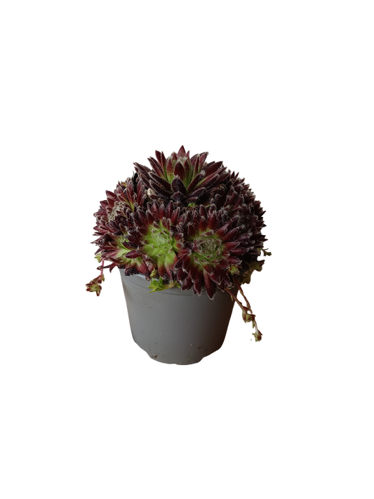 Sempervivum Mix Variedad 5 Planta De Sol Ø8_0