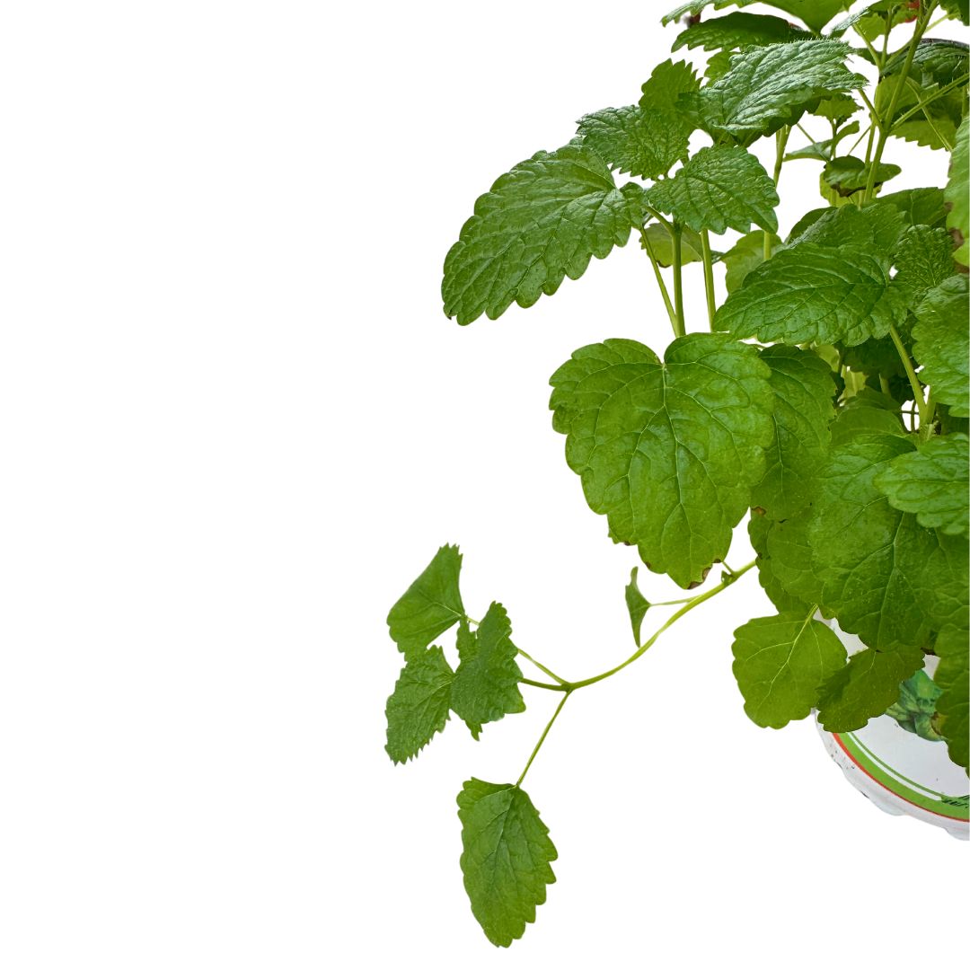 Melisa Planta Aromática Y Medicinal (melissa Officinalis)_1