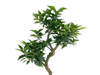 Bonsái Citrus Myrtifolia – Naranjo 8 Años