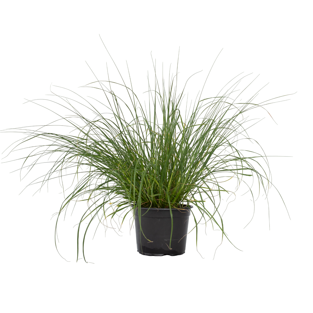 Pluma De Zorro Hameln - Pennisetum Alopecuroides 'hameln' - A20-30cm - ⌀23cm_0