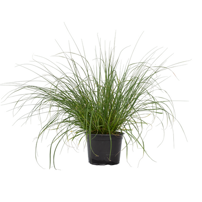 Pluma De Zorro Hameln - Pennisetum Alopecuroides 'hameln' - A20-30cm - ⌀23cm_0