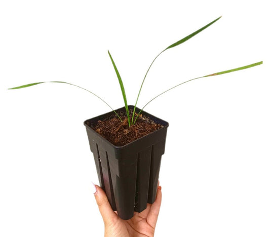 Cocotrinax Crinita M11_0