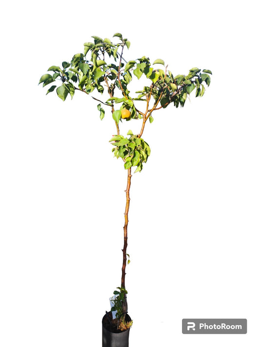Peral Nashi Maceta 140CM_0