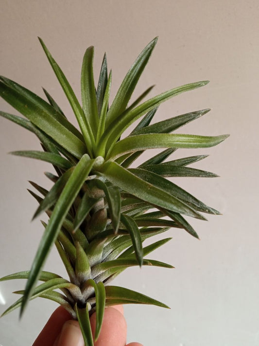 Tillandsia Neglecta Planta Del Aire