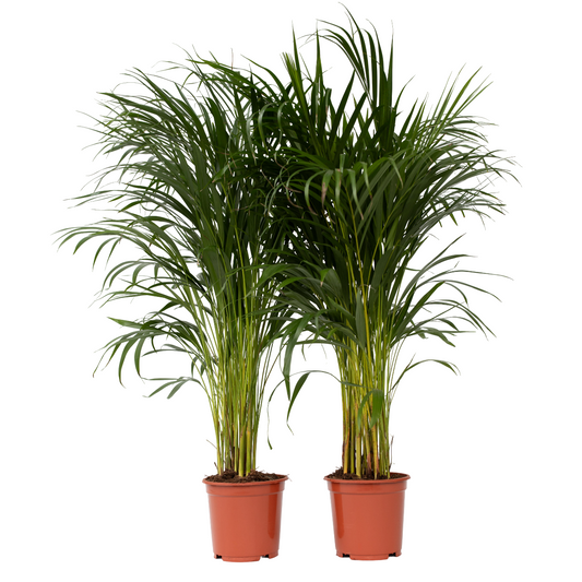 Palma Areca - 2 Pzs - Dypsis Lutescens - Altura 100-120cm - ⌀21cm_0