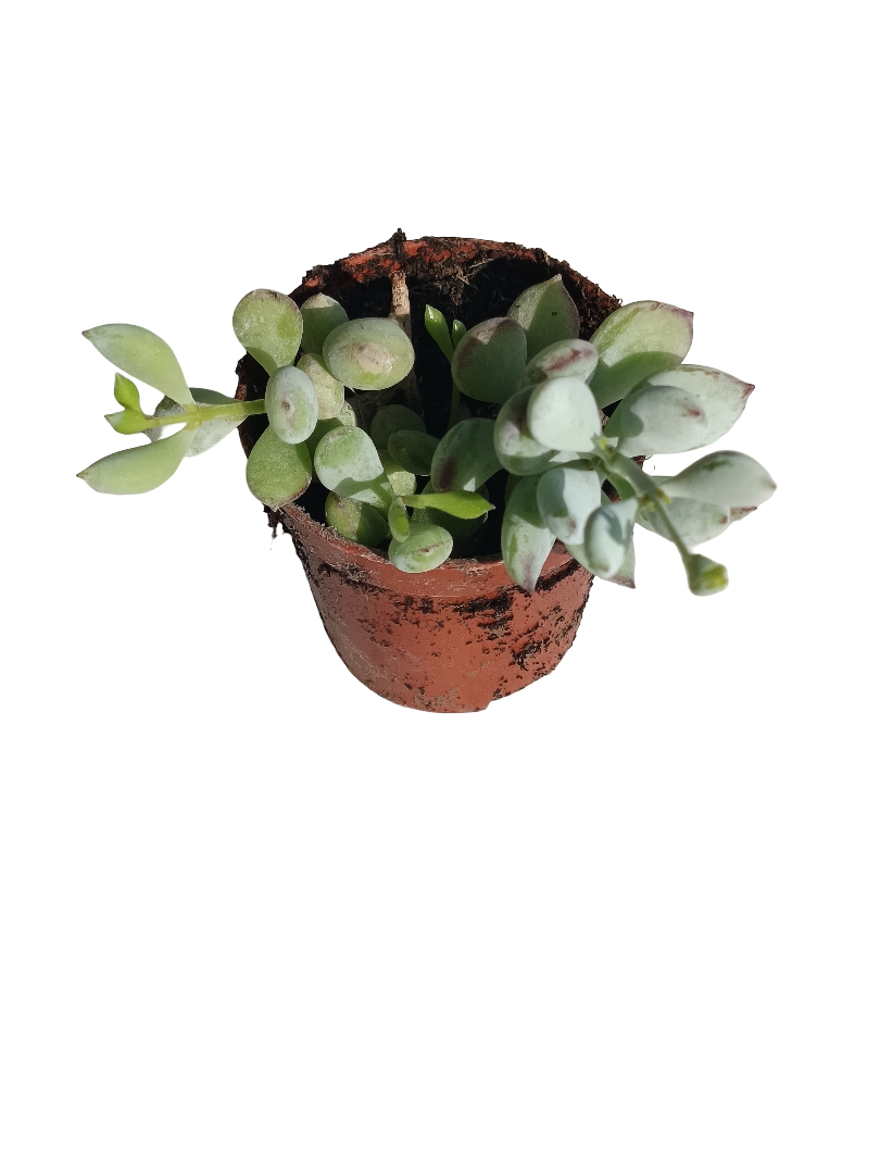 Cotyledon Pendens Planta Suculenta Colgante De Sol Ø5 Cm_0