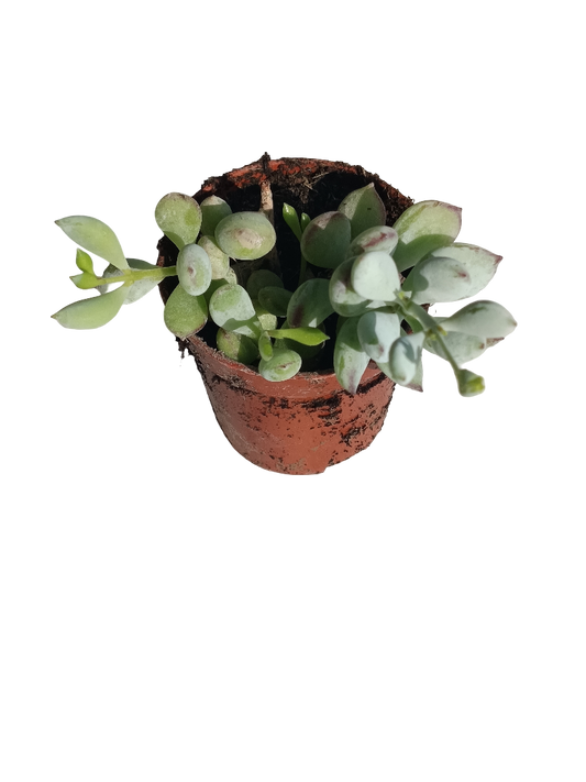 Cotyledon Pendens Planta Suculenta Colgante De Sol Ø5 Cm_0