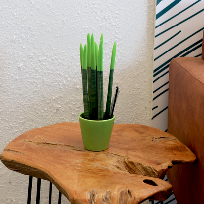 Lengua De Suegra Cilíndrica - Sansevieria Cylindrica - Altura 20-40cm - ⌀9cm