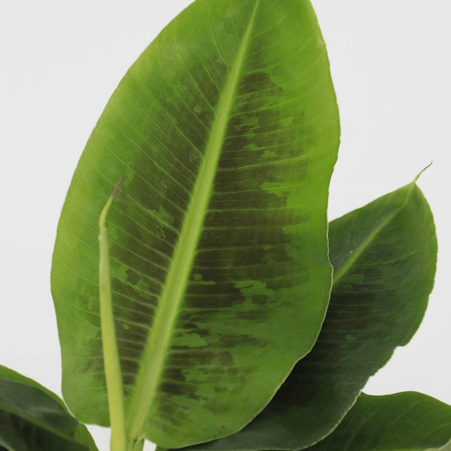 Plátano Enano - Musa 'oriental Dwarf' - Altura 25-40cm - ⌀12cm