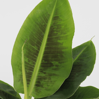 Plátano Enano - Musa 'oriental Dwarf' - Altura 25-40cm - ⌀12cm