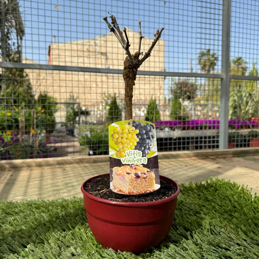 Prebonsai Vid_1