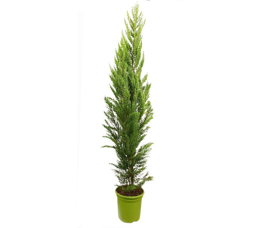 Cupressus Macrocarpa Goldcrest M25 150cm_0