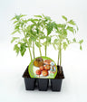 Pack Plantones Tomate De Colgar 6 Ud. Natural - Fitoralia