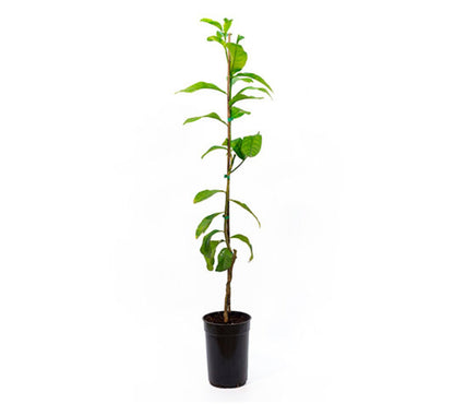 Limonero Mano De Buda - Plantón De 1 Metro - Planta Viva - Maceta Ø17cm_1