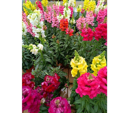 Antirrhinum Sonnet M13_1