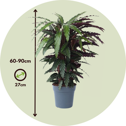 Planta Pavo Real - Calathea 'wavestar' - Altura 90cm - ⌀27cm