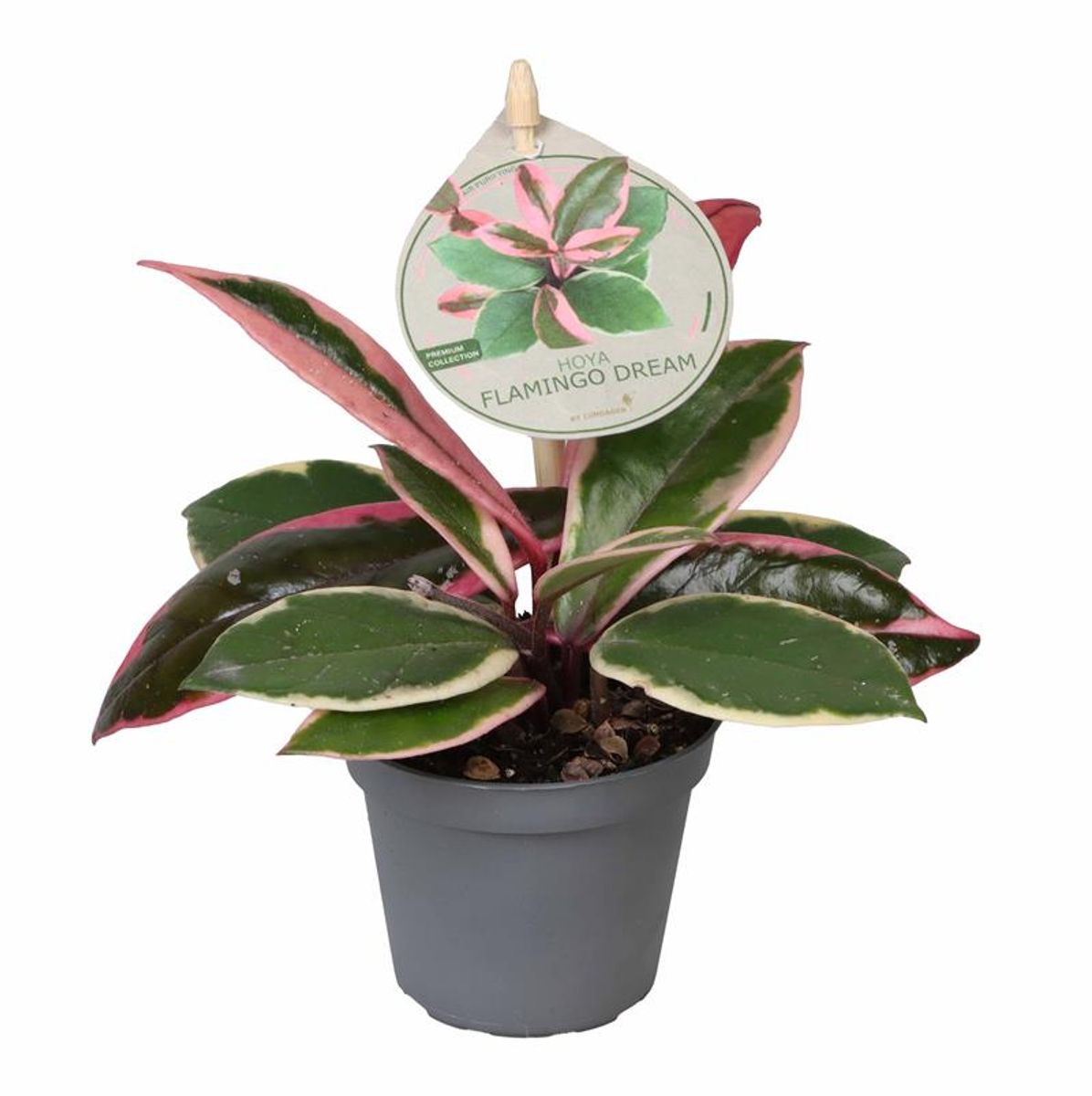 Hoya Tricolor Flamingo Dream Planta Suculenta Colgante Flor De Cera Ø6