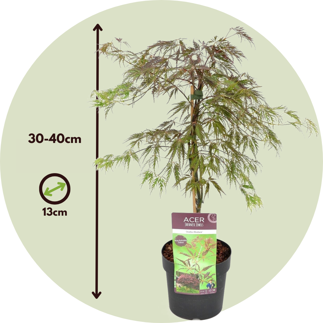 Arce Japonés - Acer Palmatum 'inaba-shidare' - Altura 30-40cm - ⌀13cm_2