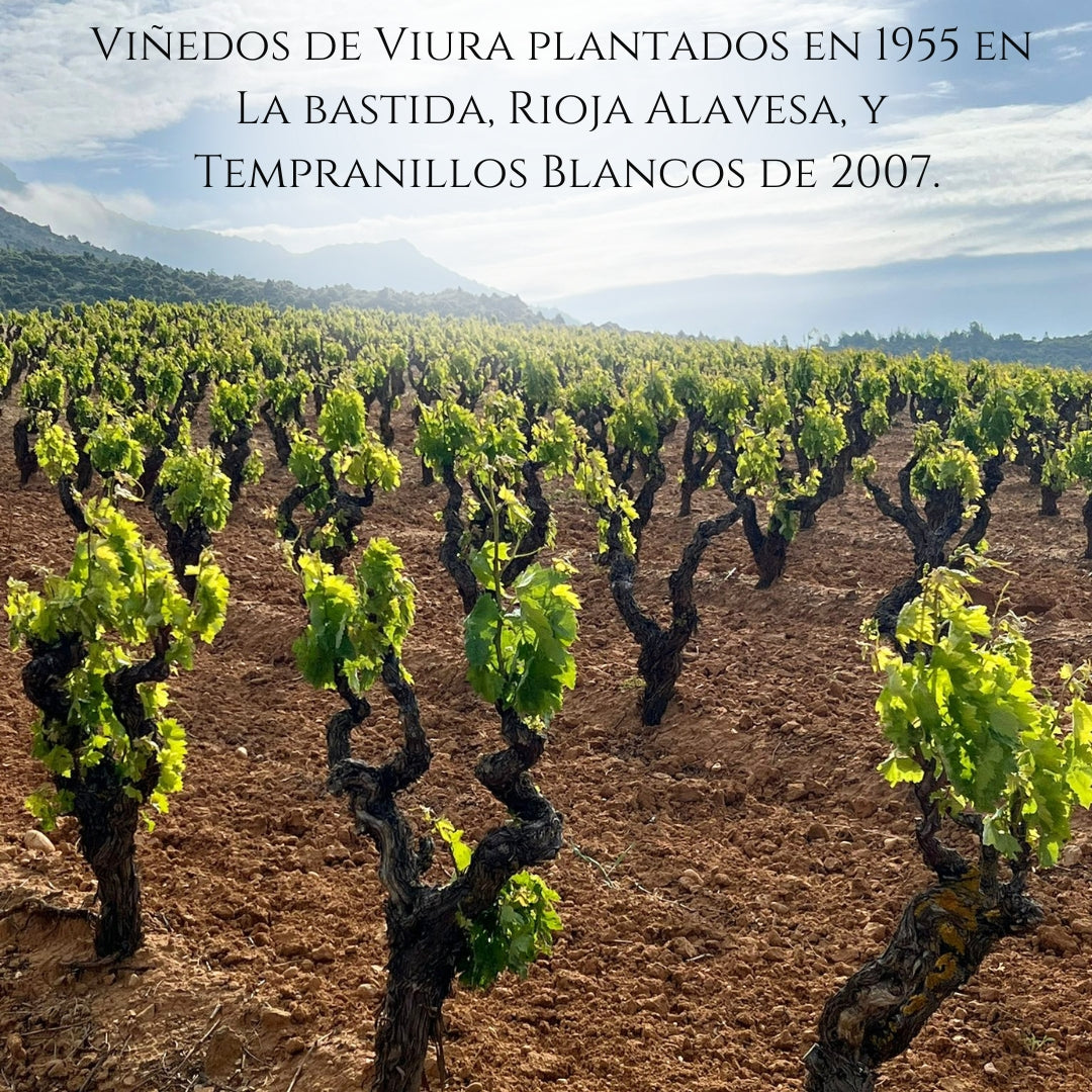 Vino Blanco Rioja D.0. Viñedo De Zona | Pack 3 Botellas 750 Ml | Viura 90% Y Tempranillo 10% | Caja Vino Blanco_4