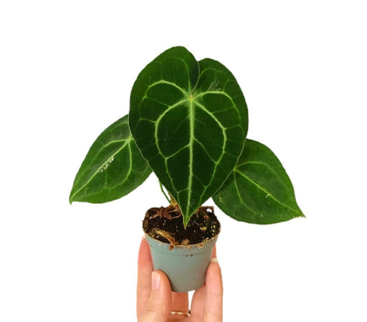 Anthurium Clarinervium M6_0