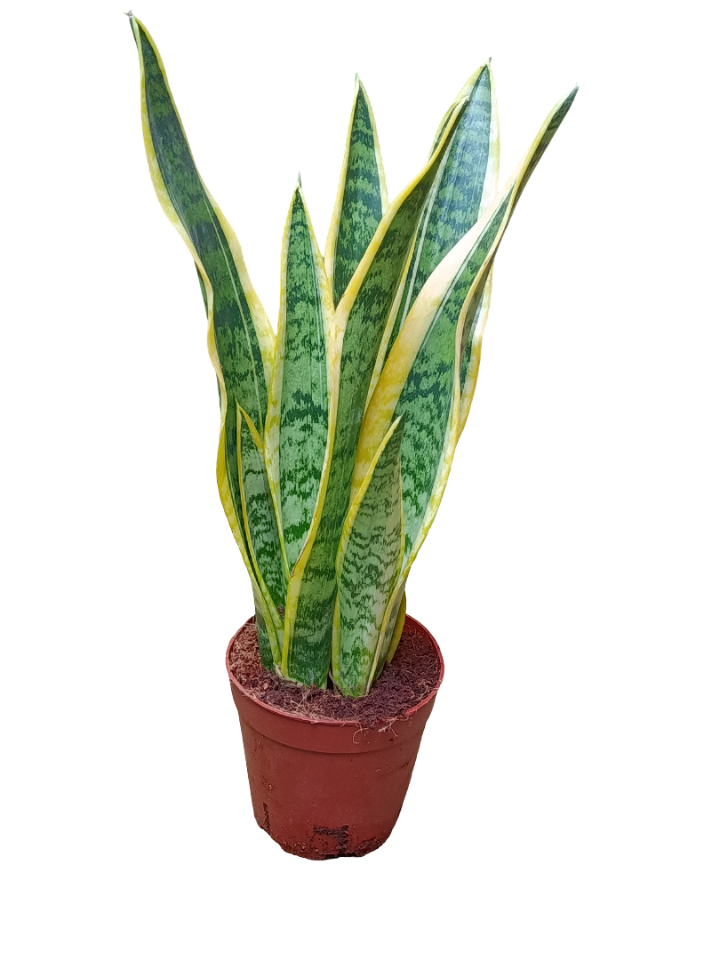 Sansevieria Laurenti Ø14 - 50 Cms Altura Planta De Interior Purificante_0