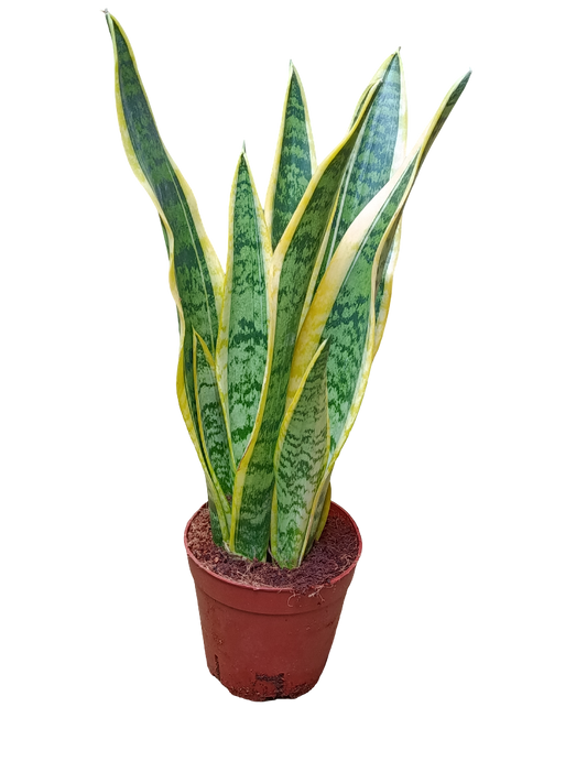 Sansevieria Laurenti Ø14 - 50 Cms Altura Planta De Interior Purificante_0